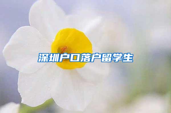 深圳户口落户留学生