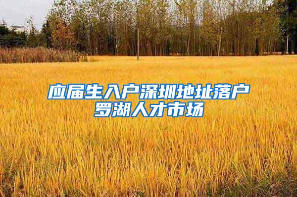 应届生入户深圳地址落户罗湖人才市场