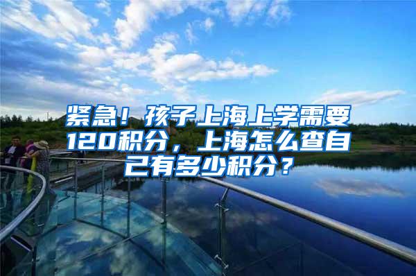 紧急！孩子上海上学需要120积分，上海怎么查自己有多少积分？