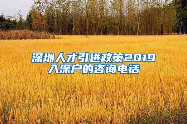 深圳人才引进政策2019入深户的咨询电话